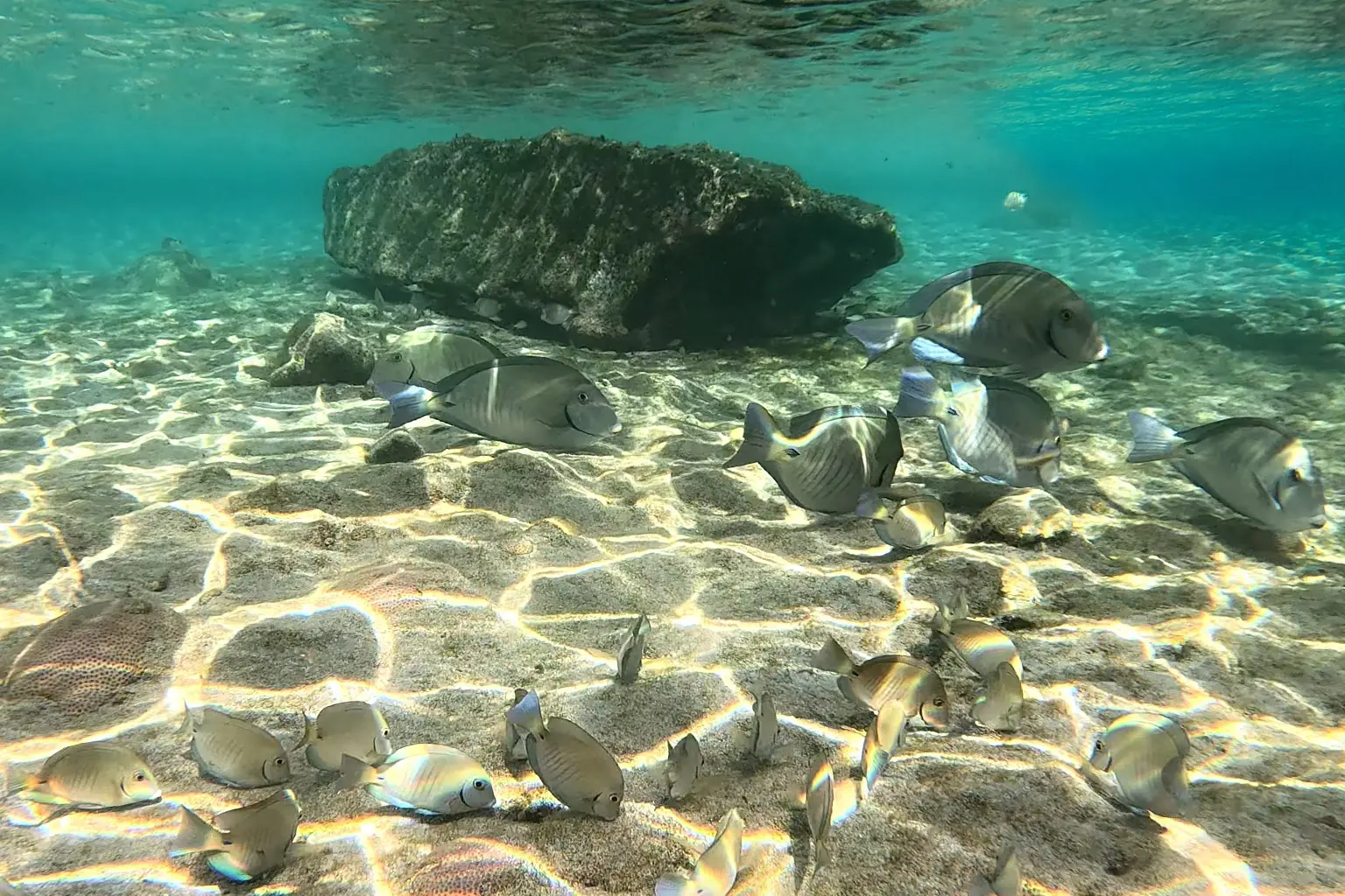 Peixes em águas rasas e cristalinas na Praia da Atalaia, em Fernando de Noronha